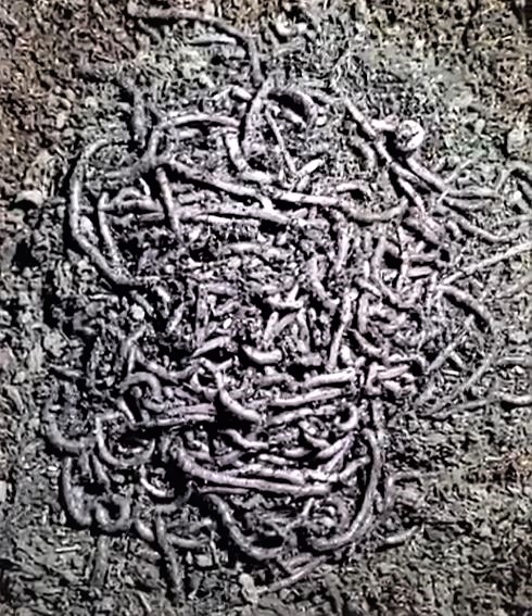 Worms in a pile