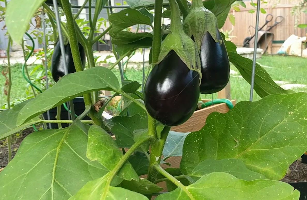 How to Grow: A Small Business Story